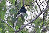 Oriental Pied-Hornbillborder=